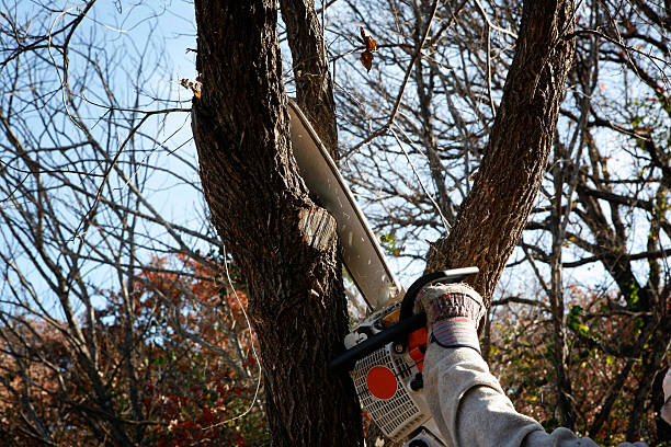 How Our Tree Care Process Works  in  Marietta Alderwood, WA